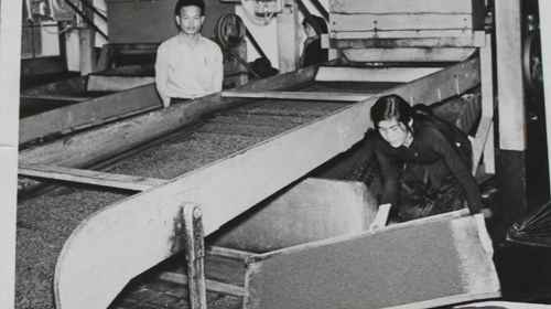 Chế biến chè ở nhà máy Cầu Đất xưa