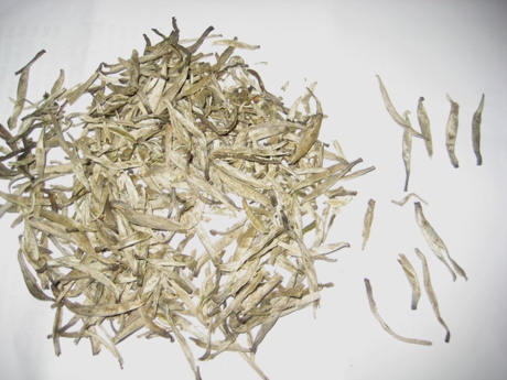 Những búp chè shan tuyết với lớp lông trắng phủ ngoài