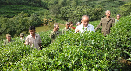 Sản xuất chè ở vùng Trại Cài đã hiện đại hơn, năng suất, chất lượng sản phẩm được nâng lên và đầu ra ngày một ổn định hơn.