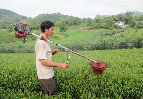 Việc thu hái chè không đảm bảo kỹ thuật cũng ảnh hưởng lớn tới chất lượng chè