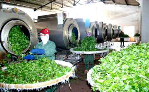 Khẳng định thương hiệu chè Việt