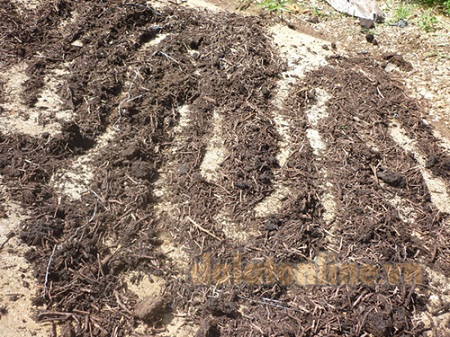 Cận cảnh trà phế thải được phơi tại sân phía sau nhà Dũng Linh