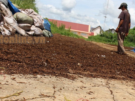 Sân phơi trà thải các loại tại cơ sở sản xuất Dũng Linh