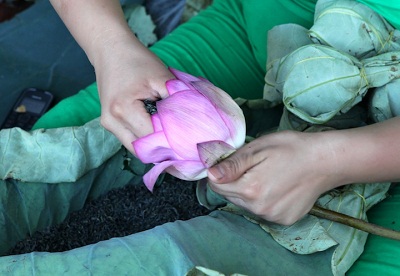 đến sáng tinh sương lại se sẽ hái những đóa sen ngậm chè vẫn đang chúm chím nở.