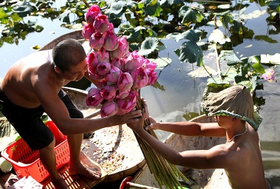 để ướp được 1 kg chè, phải cần đến khoảng 1.400 bông sen.