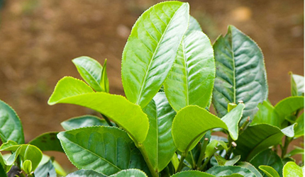 chè cành 777 Thái Nguyên